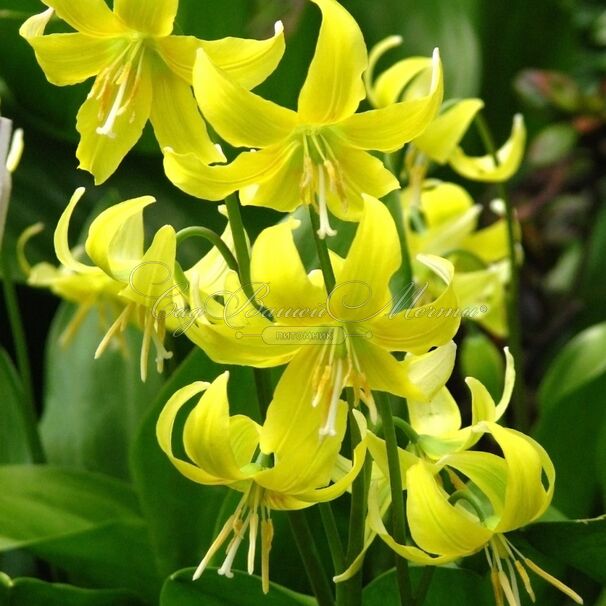 Кандык Пагода / Erythronium Pagoda — фото 4