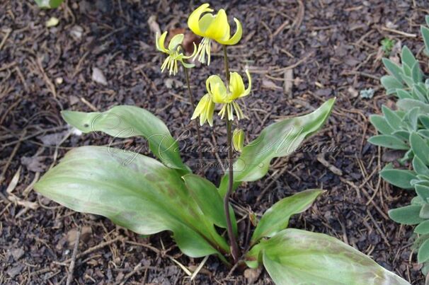 Кандык Пагода / Erythronium Pagoda — фото 5