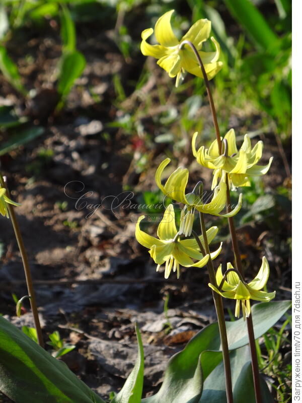 Кандык Пагода / Erythronium Pagoda — фото 7