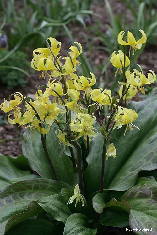 Кандык Пагода / Erythronium Pagoda — фото 11