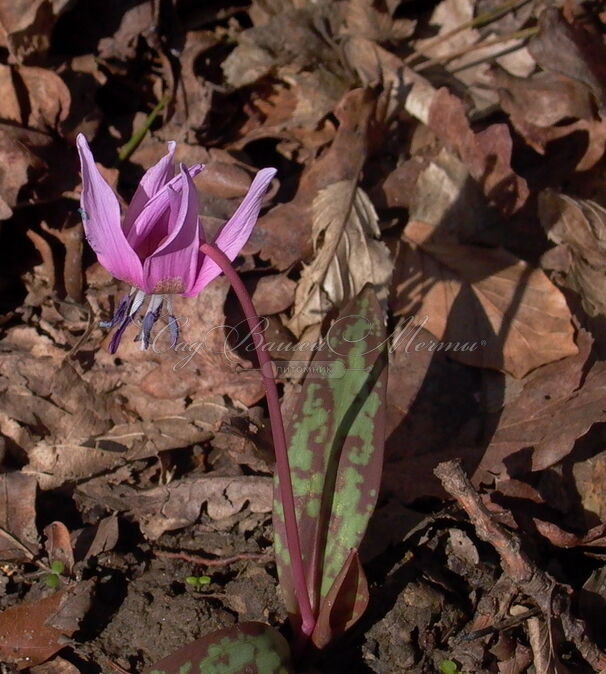 Кандык собачий зуб Микс / Erythronium dens canis Mix — фото 2