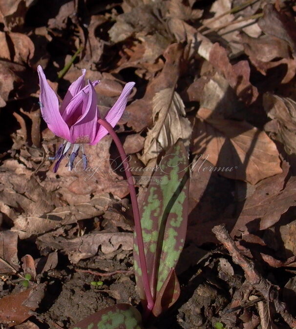 Кандык собачий зуб Микс / Erythronium dens canis Mix — фото 2