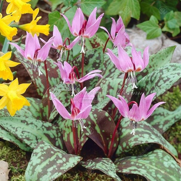 Кандык собачий зуб Микс / Erythronium dens canis Mix — фото 4