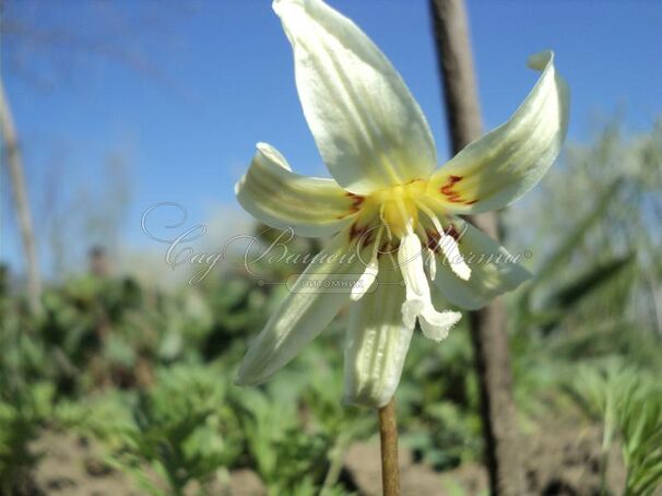 Кандык завёрнутый Вайт Бьюти / Erythronium revolutum White Beauty — фото 2