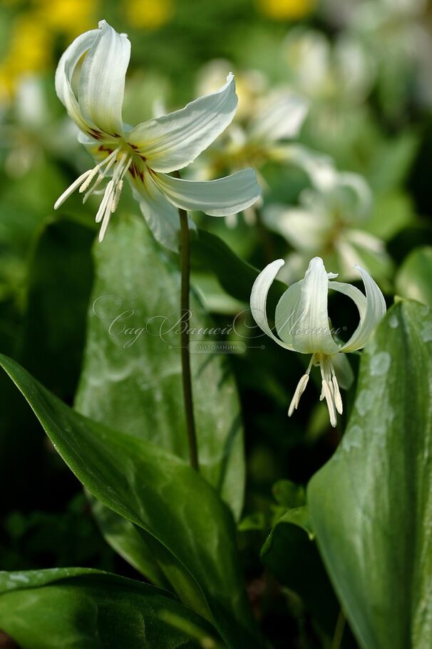 Кандык завёрнутый Вайт Бьюти / Erythronium revolutum White Beauty — фото 3