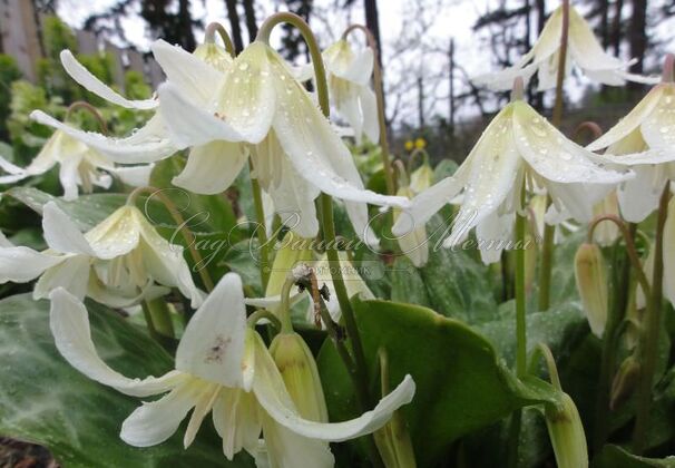 Кандык завёрнутый Вайт Бьюти / Erythronium revolutum White Beauty — фото 4