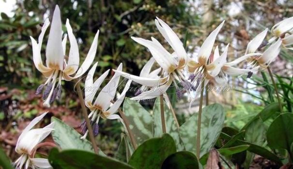 Кандык завёрнутый Вайт Бьюти / Erythronium revolutum White Beauty — фото 5