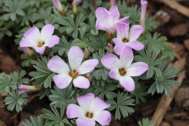 Кислица железистолистная / Oxalis adenophylla — фото 2