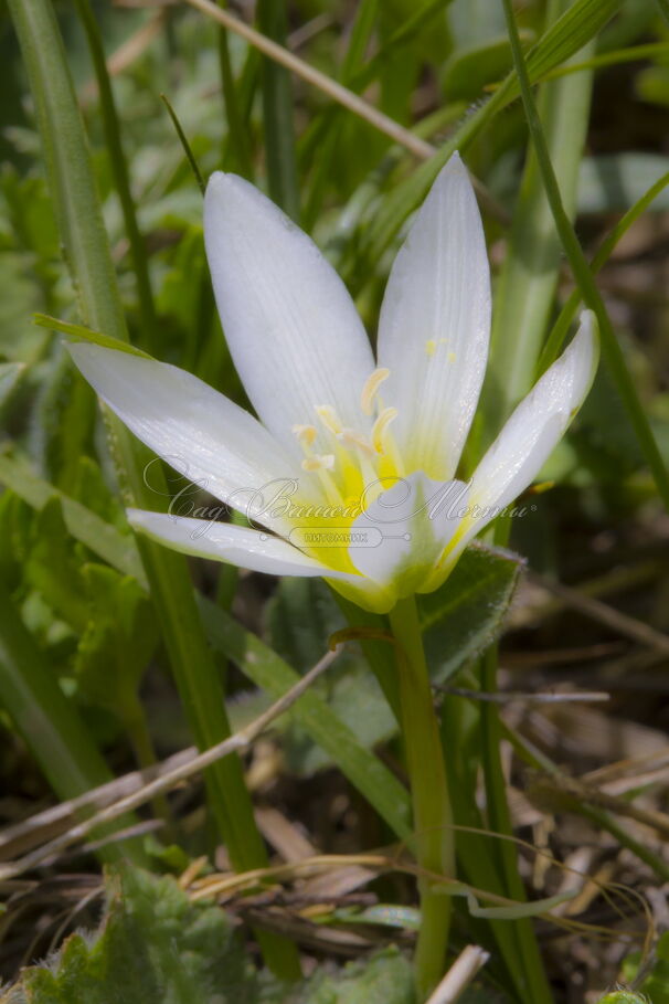 Птицемлечник Баланзы / Ornithogalum balansae — фото 2