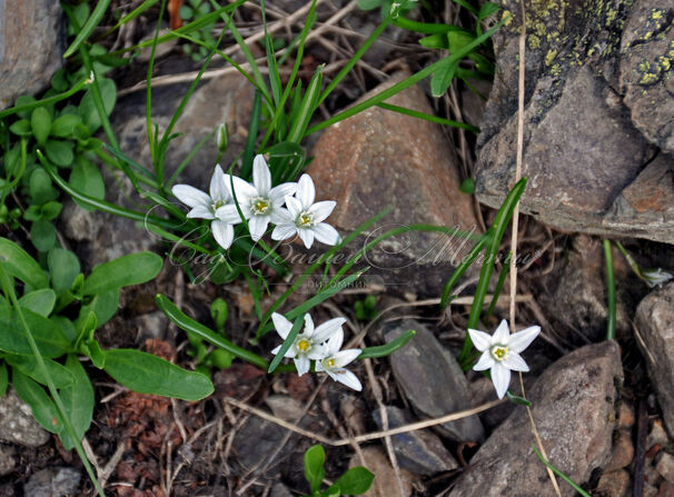 Птицемлечник Баланзы / Ornithogalum balansae — фото 3