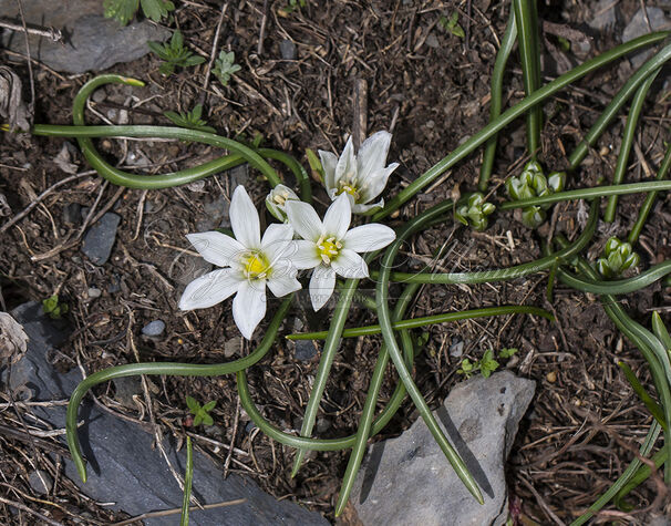 Птицемлечник Баланзы / Ornithogalum balansae — фото 4