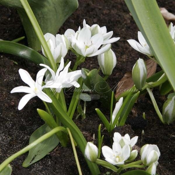 Птицемлечник Баланзы / Ornithogalum balansae — фото 5