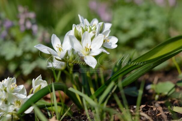 Птицемлечник Баланзы / Ornithogalum balansae — фото 6