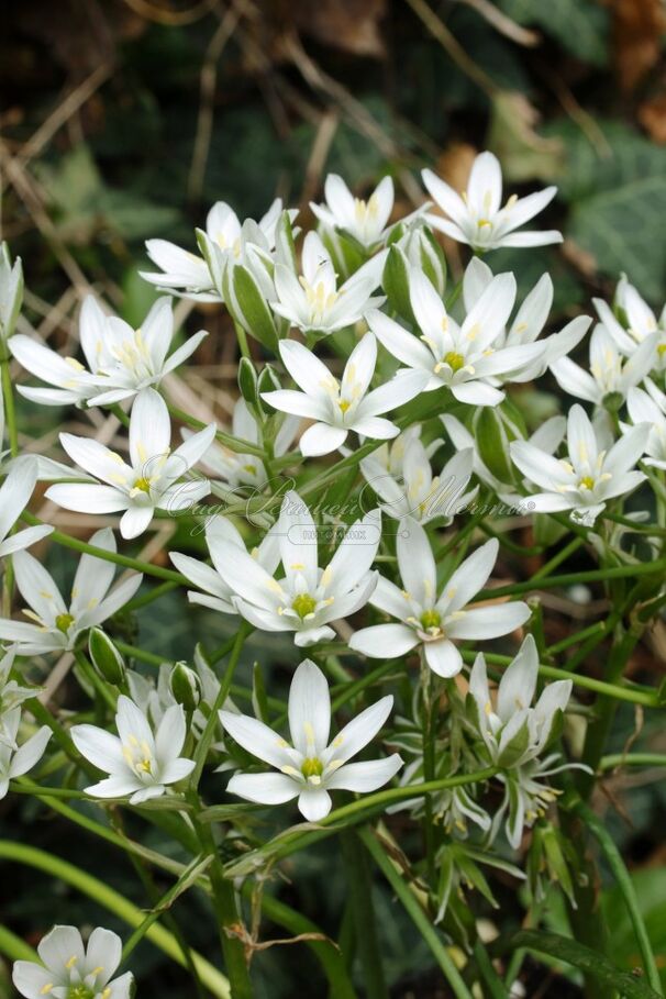 Птицемлечник зонтичный / Ornithogalum umbellatum — фото 2