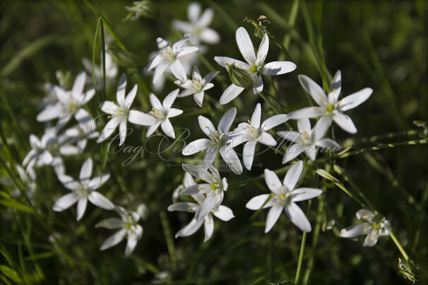 Птицемлечник зонтичный / Ornithogalum umbellatum — фото 3