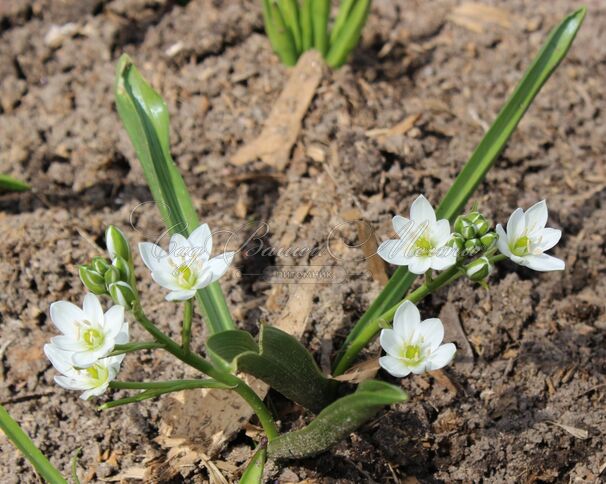 Птицемлечник зонтичный / Ornithogalum umbellatum — фото 4