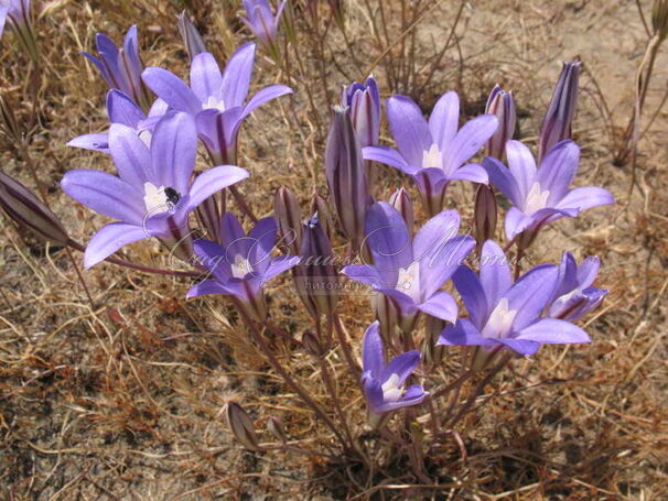 Трителейя Конингин Фабиола / Triteleia Koningin Fabiola — фото 2