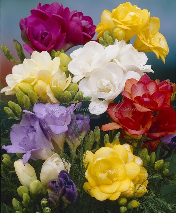 Фрезия махровая Микс / Freesia Double Mix — фото 5