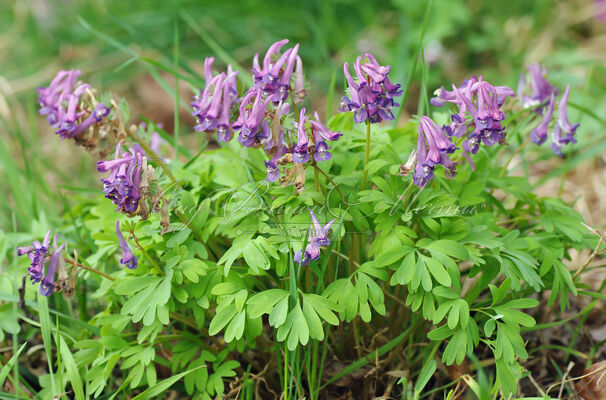 Хохлатка полая / Corydalis cava — фото 2