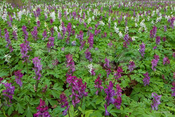 Хохлатка полая / Corydalis cava — фото 3