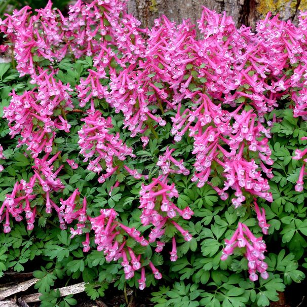 Хохлатка плотная Бет Эванс / Corydalis solida Beth Evans — фото 2