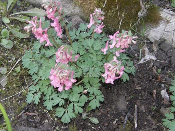 Хохлатка плотная Бет Эванс / Corydalis solida Beth Evans — фото 3