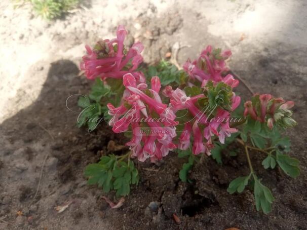Хохлатка плотная Бет Эванс / Corydalis solida Beth Evans — фото 4