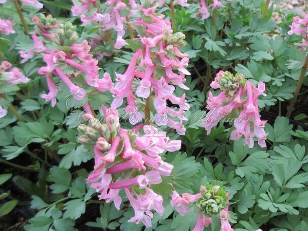 Хохлатка плотная Бет Эванс / Corydalis solida Beth Evans — фото 5
