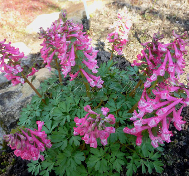 Хохлатка плотная Бет Эванс / Corydalis solida Beth Evans — фото 6