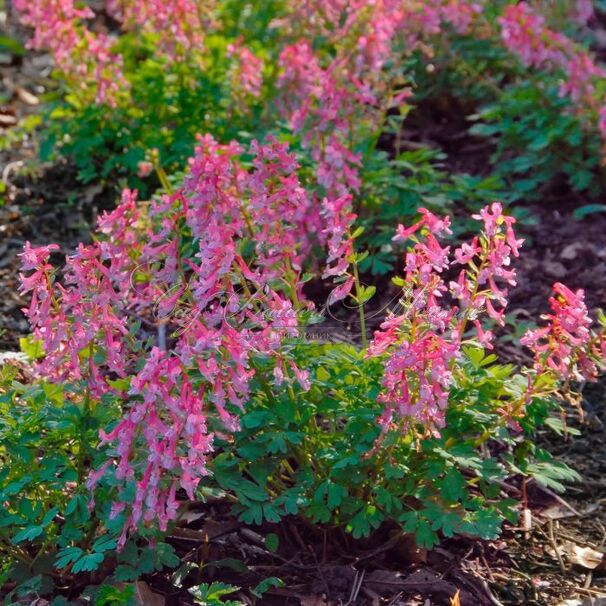 Хохлатка плотная Бет Эванс / Corydalis solida Beth Evans — фото 7