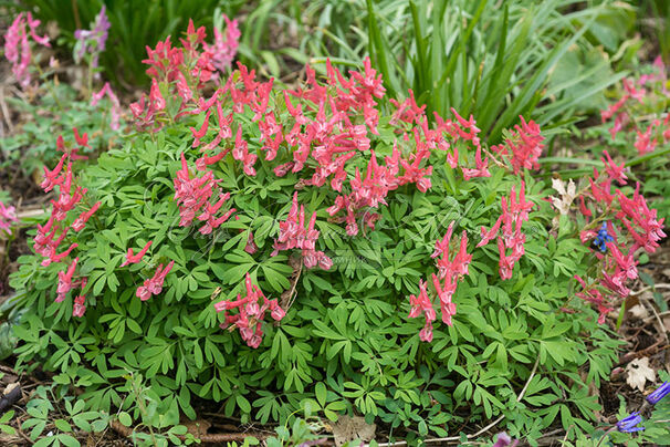 Хохлатка плотная Бет Эванс / Corydalis solida Beth Evans — фото 8