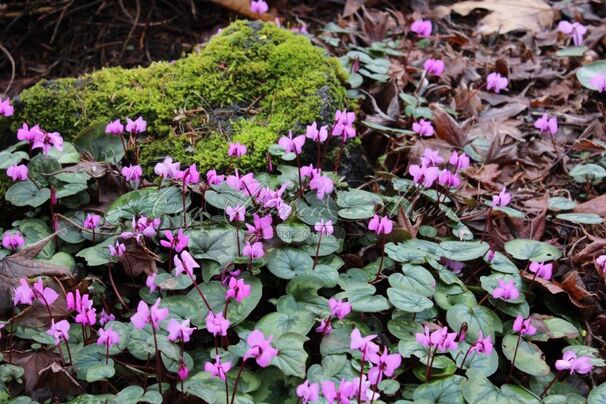 Цикламен косский / Cyclamen coum hybriden — фото 2