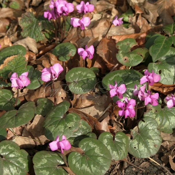 Цикламен косский / Cyclamen coum hybriden — фото 3