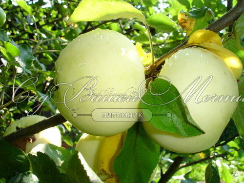 Яблоня 2х-сортовая - Белый налив / Мельба — фото 3