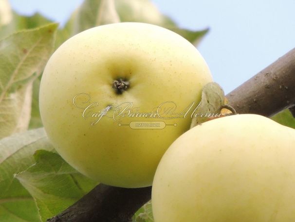 Яблоня 2х-сортовая - Белый налив / Мельба — фото 4
