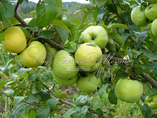 Яблоня 2х-сортовая - Штрейфлинг / Антоновка — фото 6