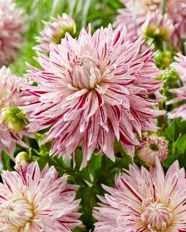 Георгин Авиньон (Dahlia Avignon) — фото 2