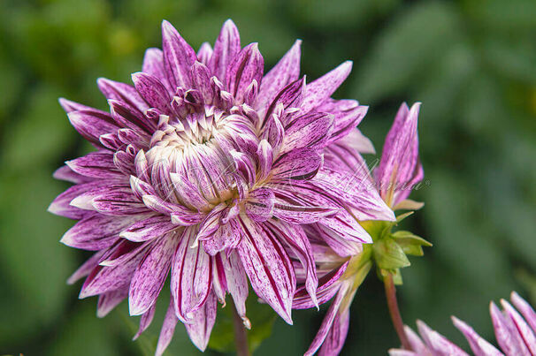 Георгин Авиньон (Dahlia Avignon) — фото 3