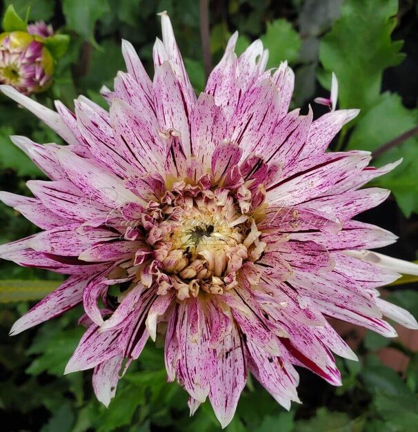Георгин Авиньон (Dahlia Avignon) — фото 5