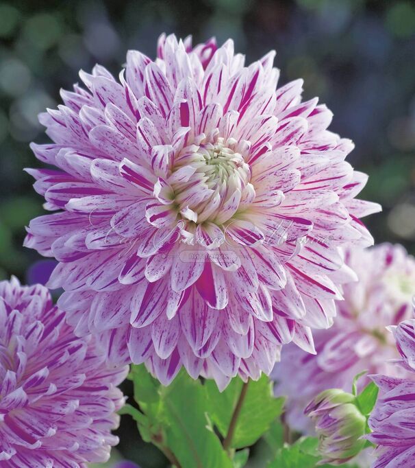 Георгин Авиньон (Dahlia Avignon) — фото 6