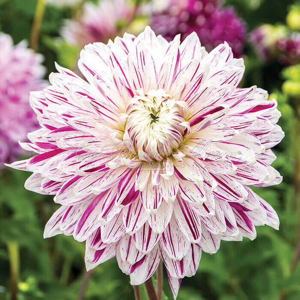 Георгин Авиньон (Dahlia Avignon) — фото 7