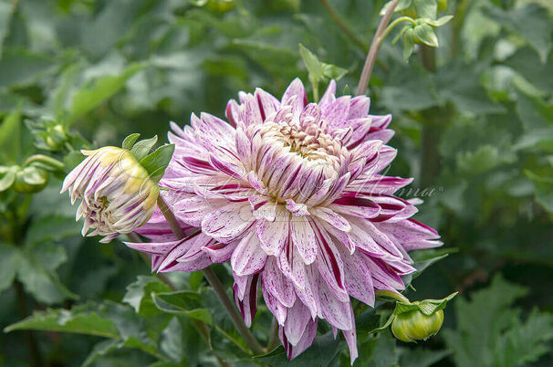 Георгин Авиньон (Dahlia Avignon) — фото 8