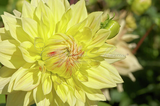 Георгин Адванс (Dahlia Advance) — фото 2