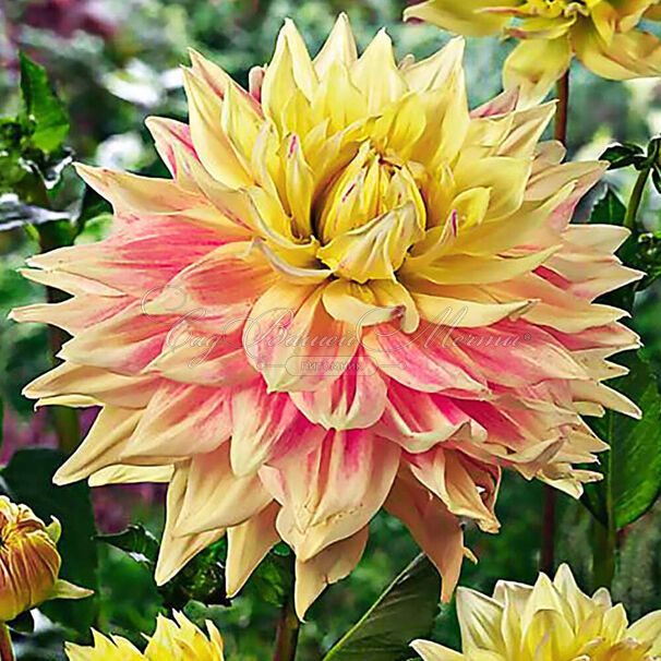 Георгин Адванс (Dahlia Advance) — фото 3