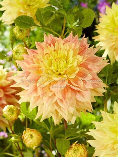 Георгин Адванс (Dahlia Advance) — фото 4