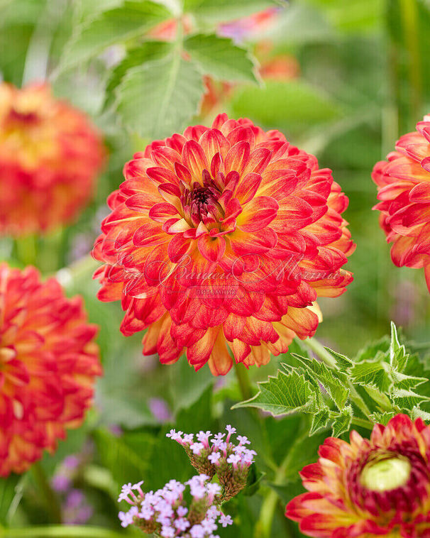 Георгин Айкун (Dahlia Icoon) — фото 2
