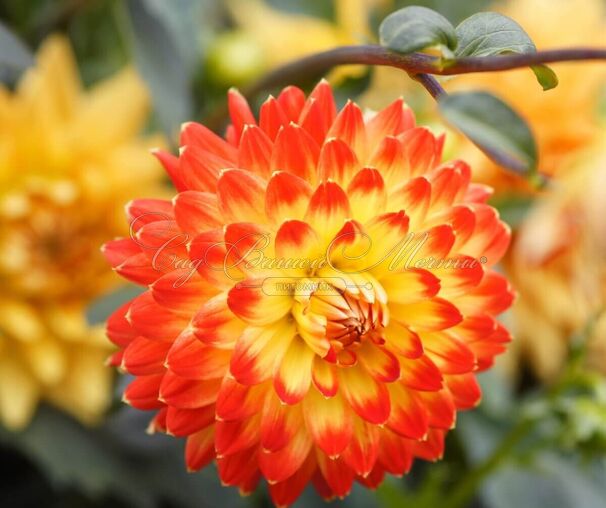 Георгин Айкун (Dahlia Icoon) — фото 3