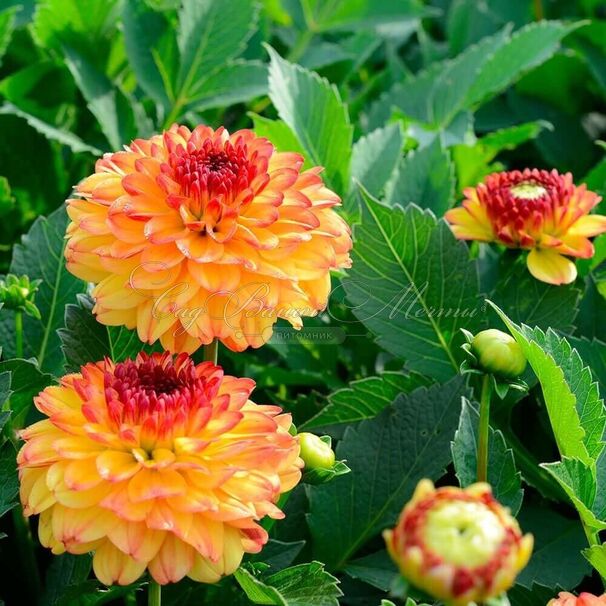 Георгин Айкун (Dahlia Icoon) — фото 4