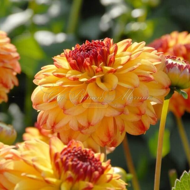Георгин Айкун (Dahlia Icoon) — фото 5