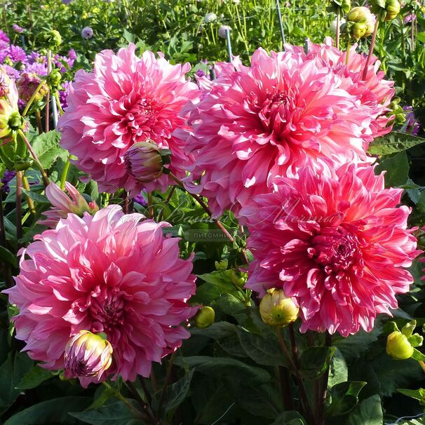 Георгин Айлендер (Dahlia Islander) — фото 4